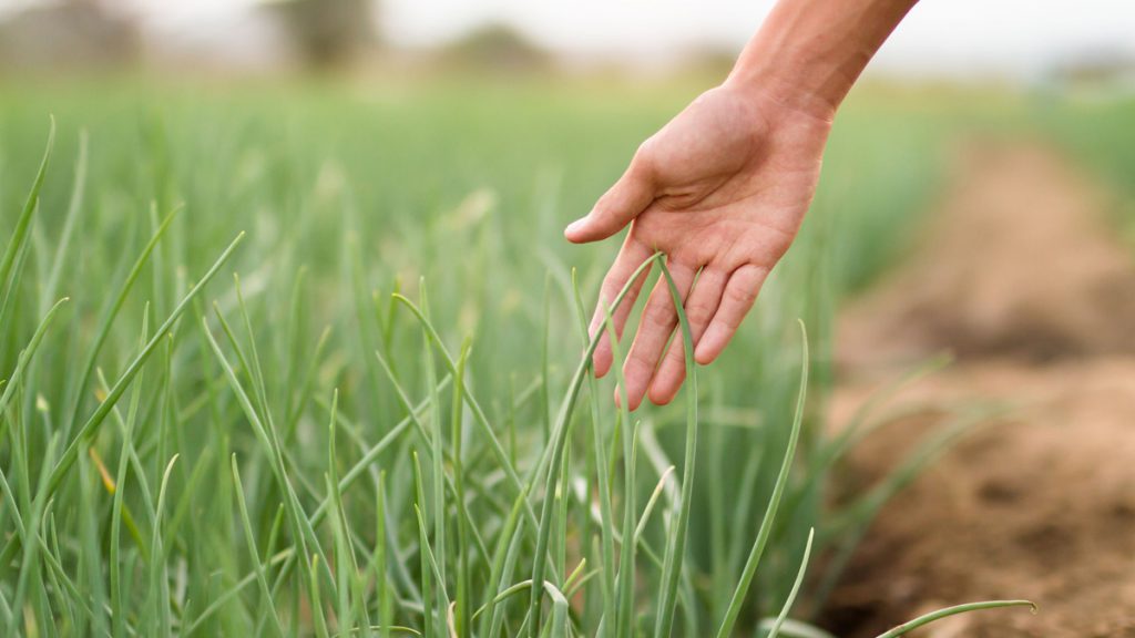 cultivo food tech capsa vida