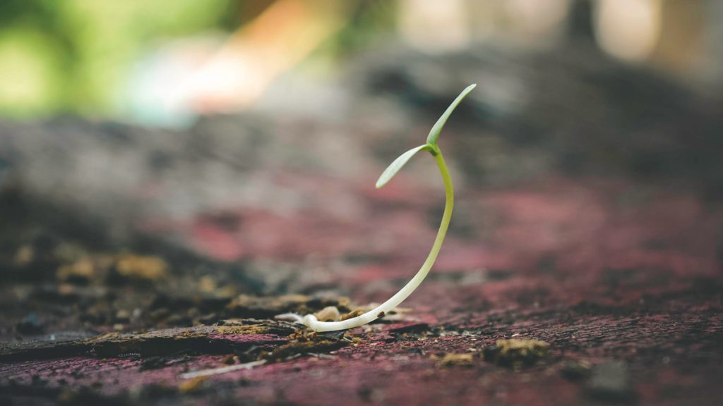 semilla creciendo plan de negocio startup capsa vida