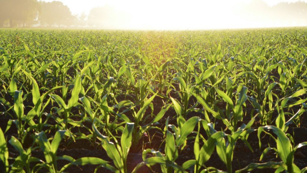 campo verde lucha desperdicio alimentos capsa vida