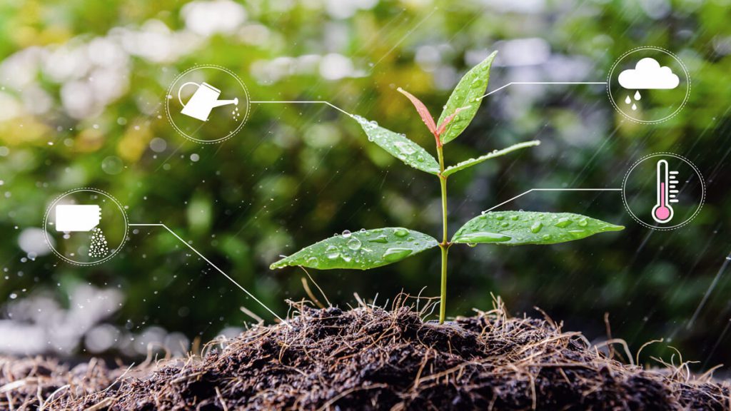 planta pequena que crece con abono y regadio como una startup con inversion