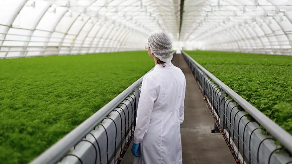 trabajadora invernadero revisando estado de los alimentos