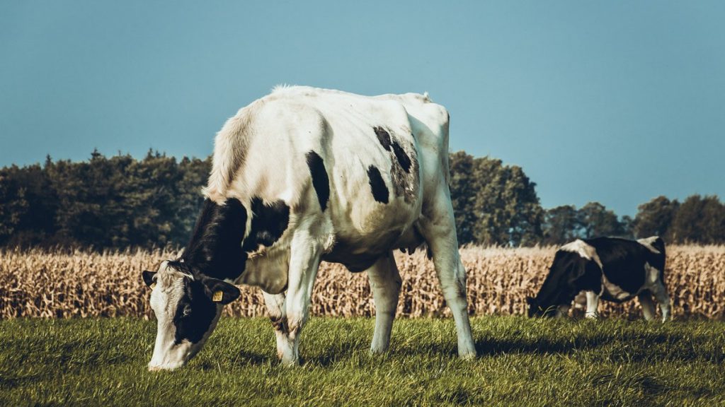 vacas pastan campo verde capsa vida