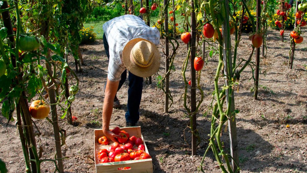 cultivo sostenible de tomates
